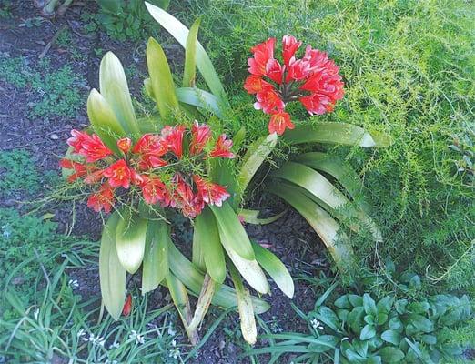 Clivia miniata (bush lily), native to South Africa