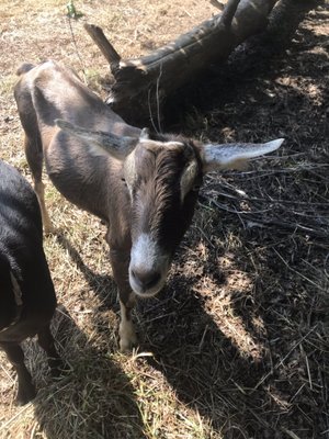 Pictures of our animal family at the farm!!