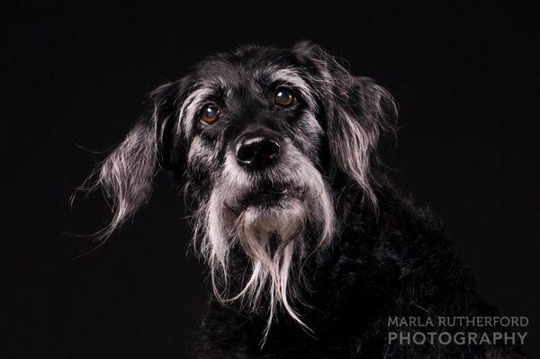 Dog portrait of 13 year old Riley. Photographed in the studio of Marla Rutherford Photography.