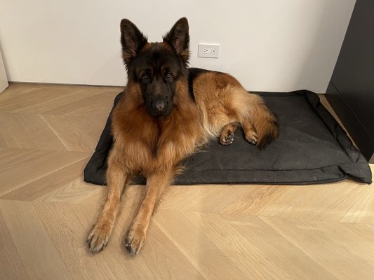 Mittelwest German Shepherds