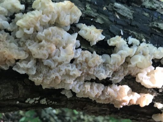 White Jelly fungus