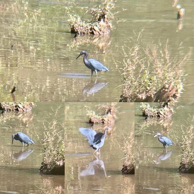 Little Blue Heron