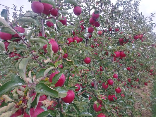 Healthy, delicious fresh apples!