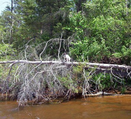 Maggie my terrior loves to climb trees. This was up north in Adams County on Petenwell Lake.