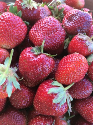 Organic strawberries.. Safe to eat while you pick.