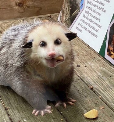 photo of Fuzzypossums O.