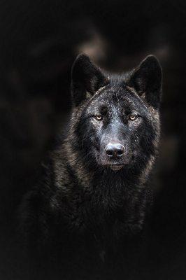 photo of RogueWolf 1.