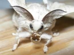 Photo of Moth M.