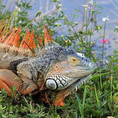 #Iguana