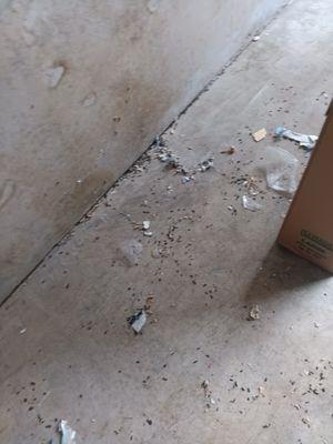 Rat feces, shredded paper from rats chewing on boxes