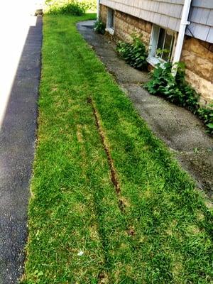 Damage caused to my lawn by the JN Phillips tech who drove over my grass during a service call.