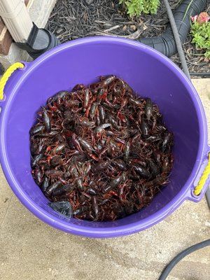 Washed up and ready for supper