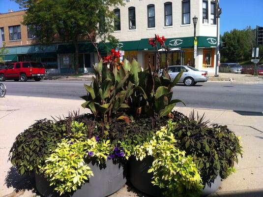 Summer Flowering Pots