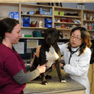 Island Trees Veterinary Hospital Dog Exam