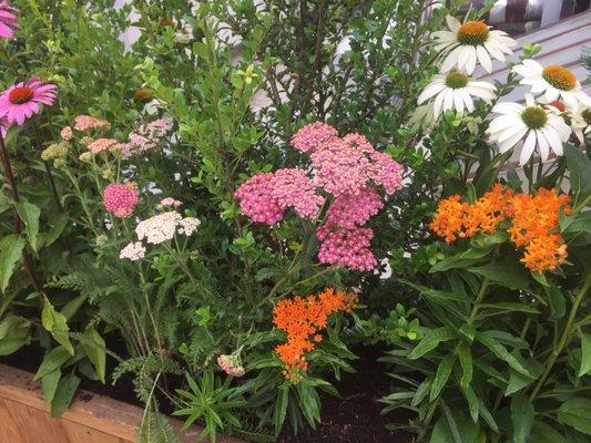 NYC Rooftop Planting -
 Yarrow, Echinacea and Native Milkweed