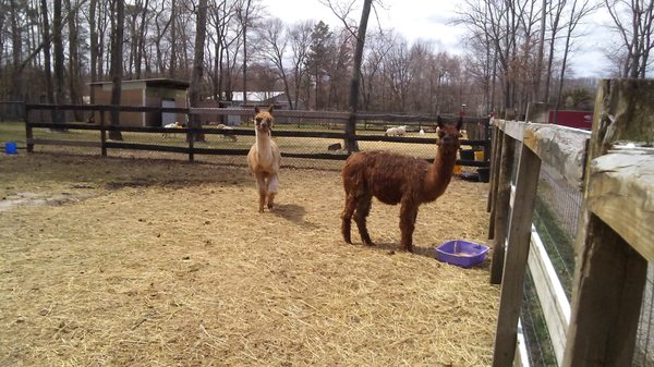 Felipe and Jupiter, two of my alpaca