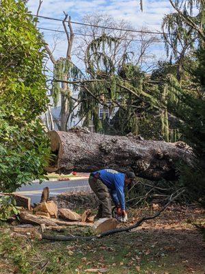 Fallen tree