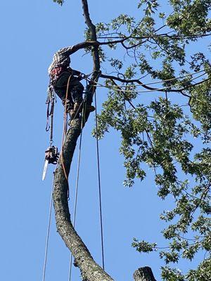 Family Landscaping & Tree Care