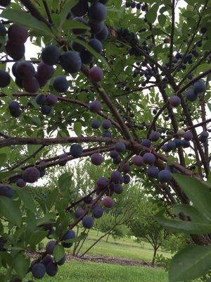 Beach Plums