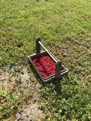 The raspberries! They have really nice berry carriers too.