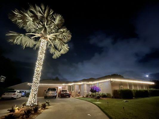 Lit palm tree and roofline