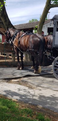 Horses pulling a carriage