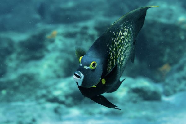 French Angelfish!