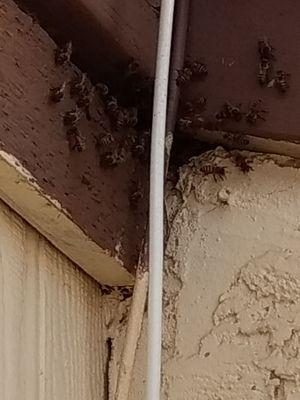 A bee hive at the top of a two story apartment building. Saving bees sometimes it isn't possible if safety for people or pets is involved.