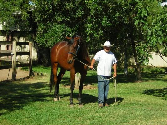 Horse on his way to turn out on the beautiful green pastures