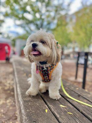 Happy Tail Grooming Salon