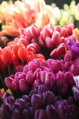 Tulips