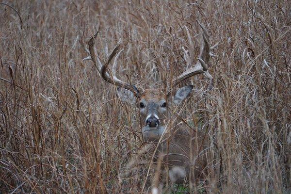 Austin Trophy Whitetails