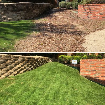 Before and after picture of a lawn renovation. Palisades Zoysia sod grass was installed.