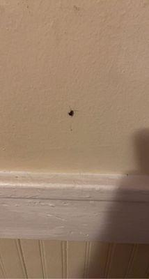 Roaches on the walls, just recently pictures but sooo many not accounted for at 1900 parkdale Ave