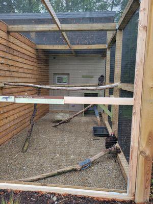 Turkey vultures in the Deer Haven Aviary