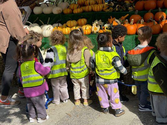 Pumpkin picking