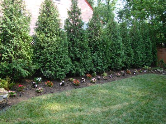 Privacy Plantings, Green Giants