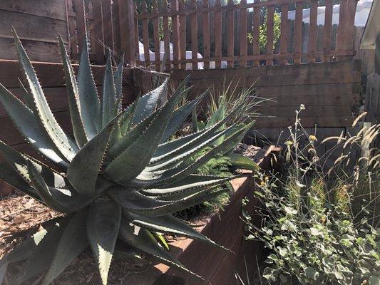 Silverlake Chaparral Planting - Agave