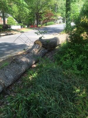 Tree that has been in my yard for 3 weeks