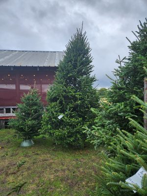 Imported fraser firs. North Carolina grown!