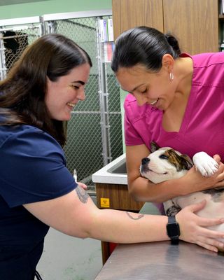 Beltsville Veterinary Hospital Puppy Exam