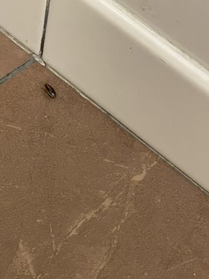 Roaches in the bathroom