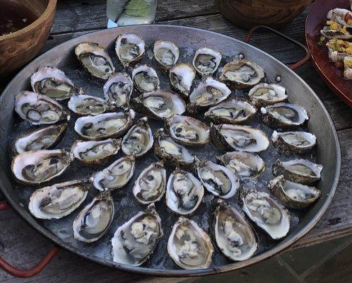 Shigoku Oysters