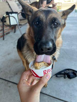 My dog Lillet enjoying a pup cup!