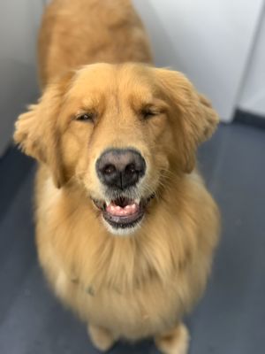 Golden Retriever - Frankie