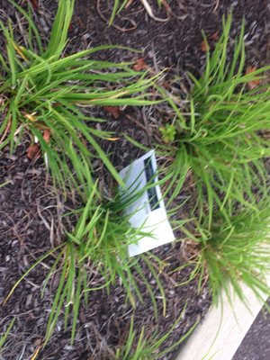 Leaflets litter the ground after iRoy puts them under windshield wipers of nearby cars. Come pick up your trash iRoy