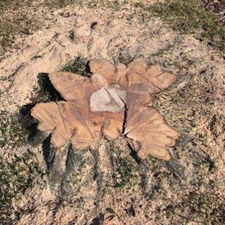 Ground level cut tree stump ready for stump grinding by Add Value Tree Service in Oviedo, FL