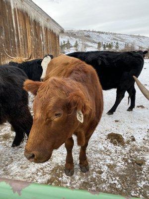 This ginger was my fav. She was adorable. She was pregnant and last year gave birth to a 120lbs calf!