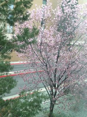 My street view, mature trees and beautiful summer and winter!