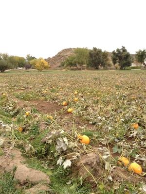 River Ranch Farms - Pumpkin Farm